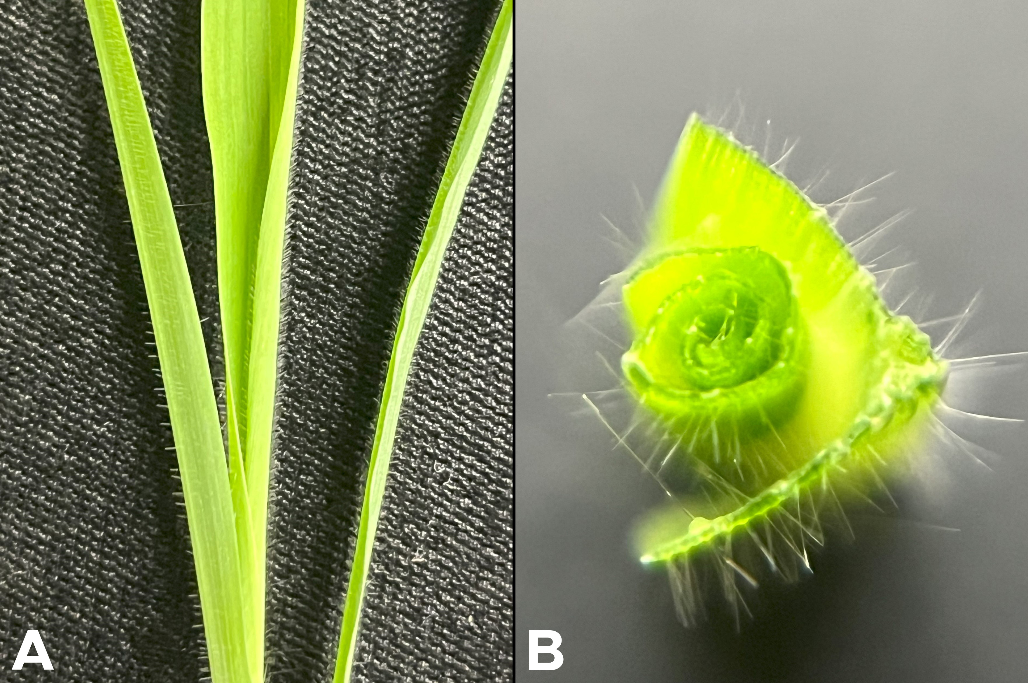 Crabgrass leaves closeup.